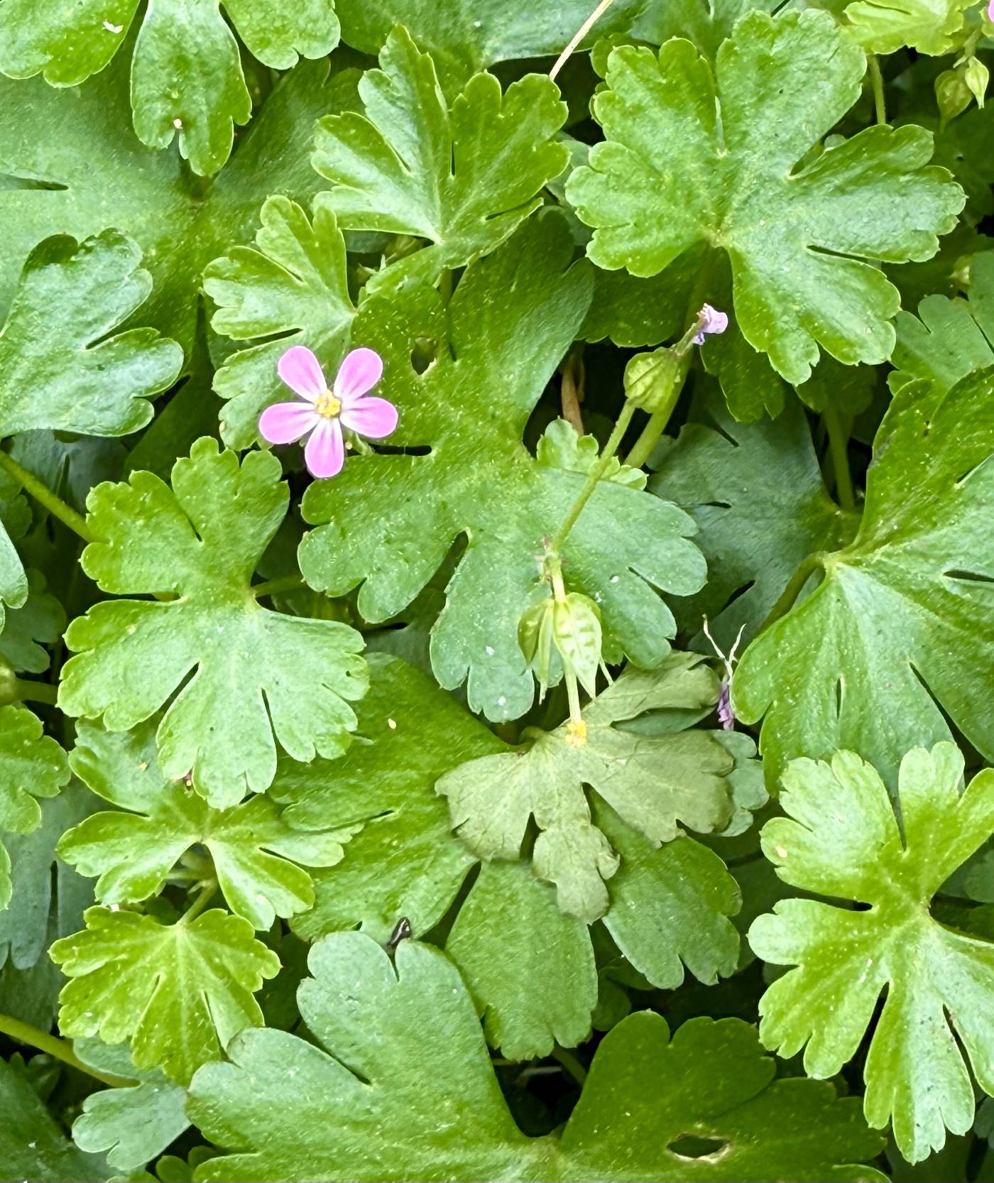 Geranium lucidum image