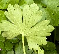 Geranium lucidum image