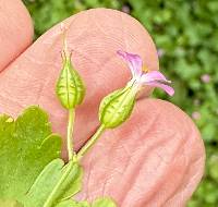 Geranium lucidum image