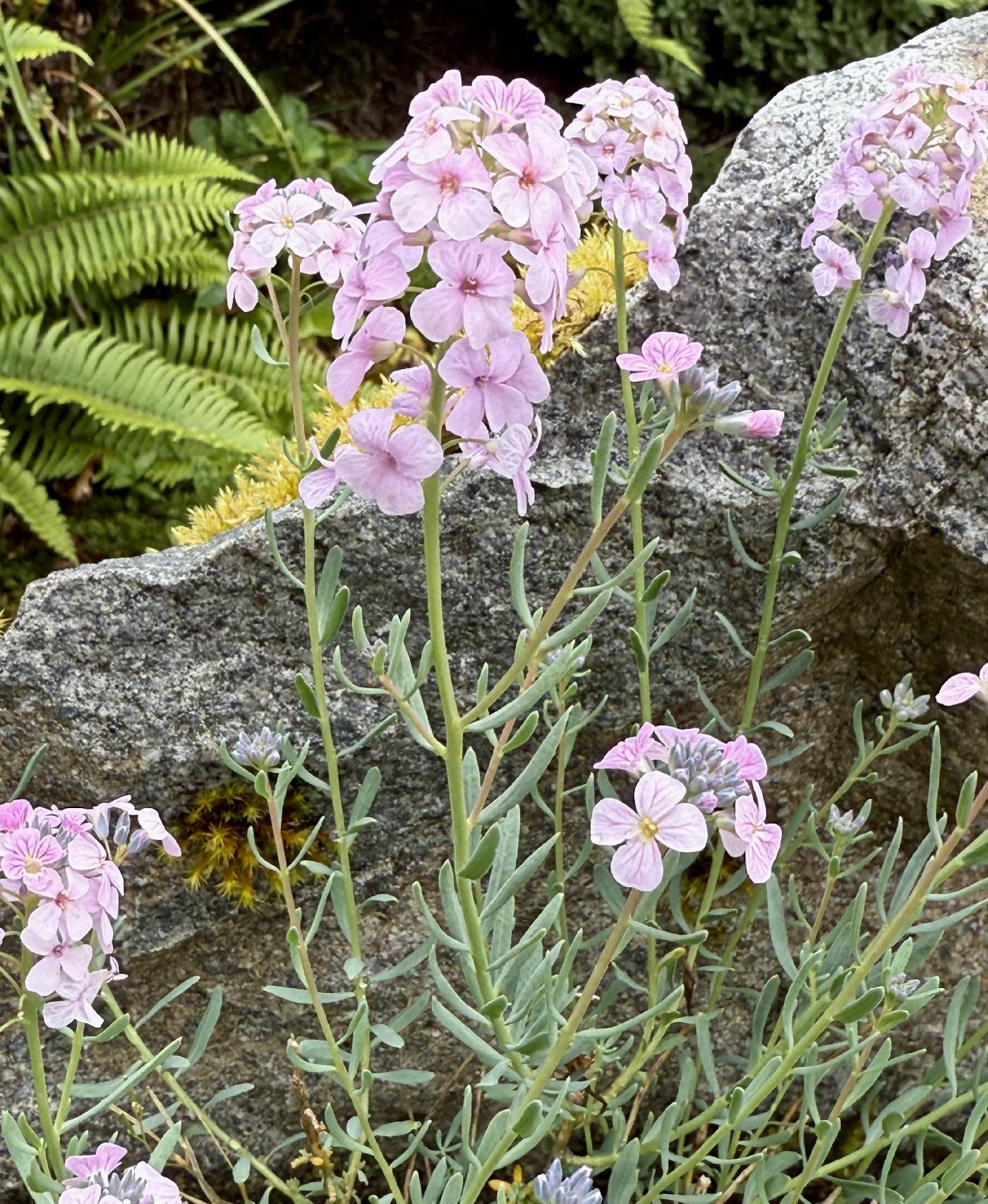 Aethionema grandiflorum image