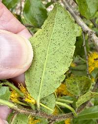 Azara serrata image