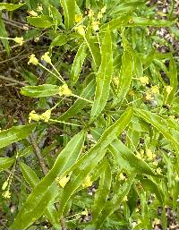 Pittosporum illicioides image