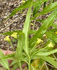 Media resource of Pittosporum illicioides