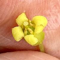 Pittosporum illicioides image
