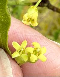 Pittosporum illicioides image
