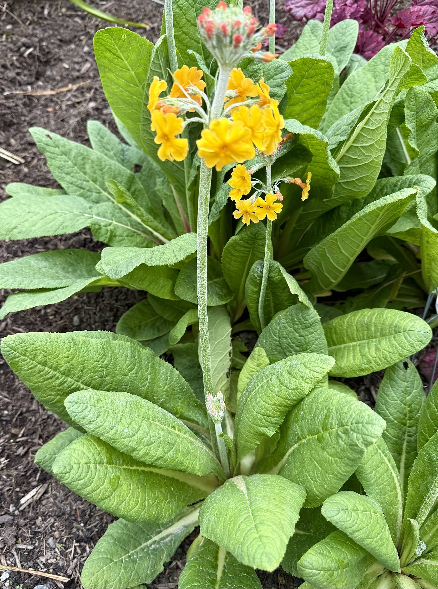 Primula bulleyana image