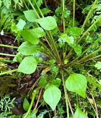 Claytonia sibirica image