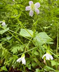 Claytonia sibirica image