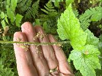 Tolmiea menziesii image