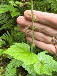 Tolmiea menziesii image