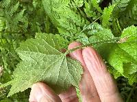 Tolmiea menziesii image