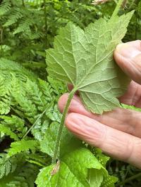 Tolmiea menziesii image