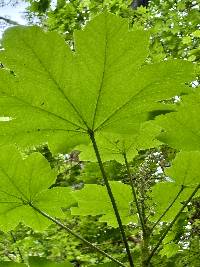 Oplopanax horridus image