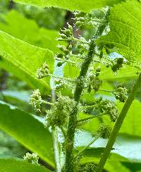 Oplopanax horridus image