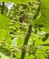 Oplopanax horridus image