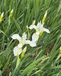 Iris sibirica image