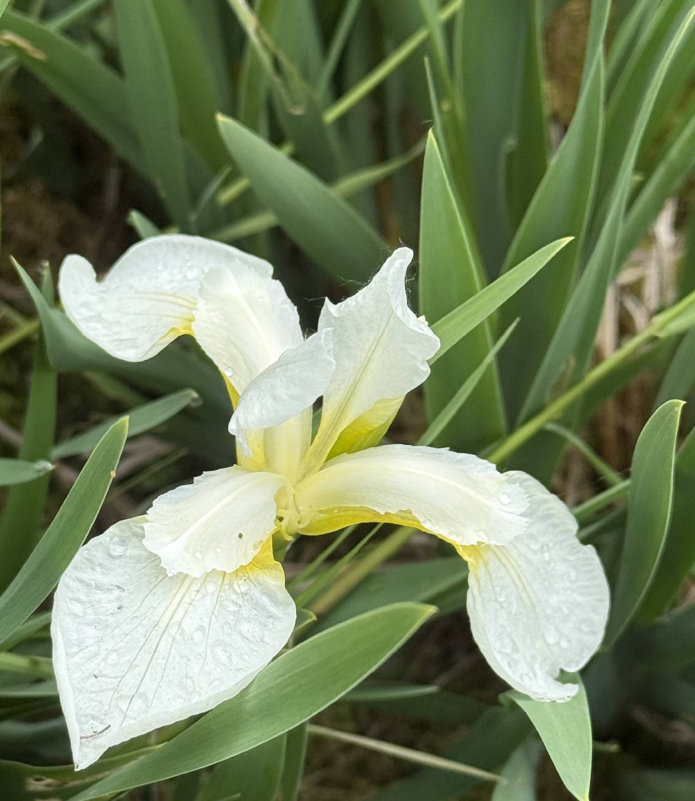 Iris sibirica image