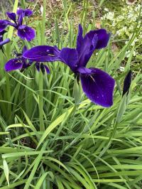 Media resource of Iris chrysographes