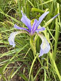 Media resource of Iris prismatica