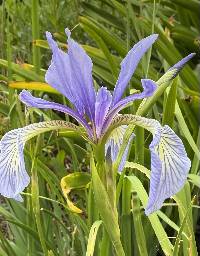 Iris prismatica image