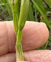 Iris prismatica image