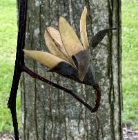 Toona sinensis image
