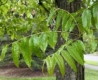 Toona sinensis image