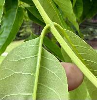 Toona sinensis image