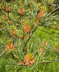 Pinus parviflora image