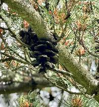 Pinus parviflora image