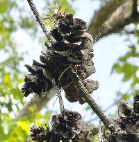 Pinus parviflora image