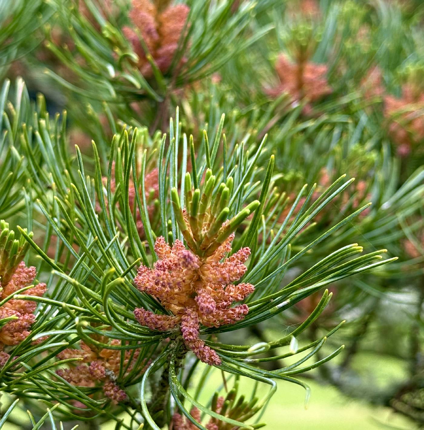 Pinus parviflora image