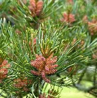 Media resource of Pinus parviflora