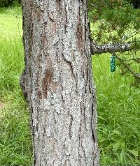 Pinus parviflora image