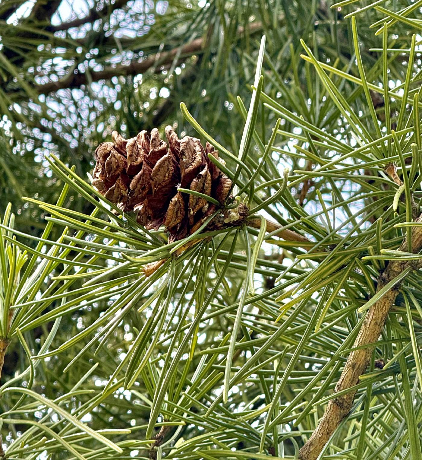 Sciadopitys verticillata image