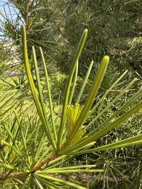 Sciadopitys verticillata image