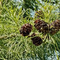 Sciadopitys verticillata image