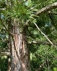 Sciadopitys verticillata image