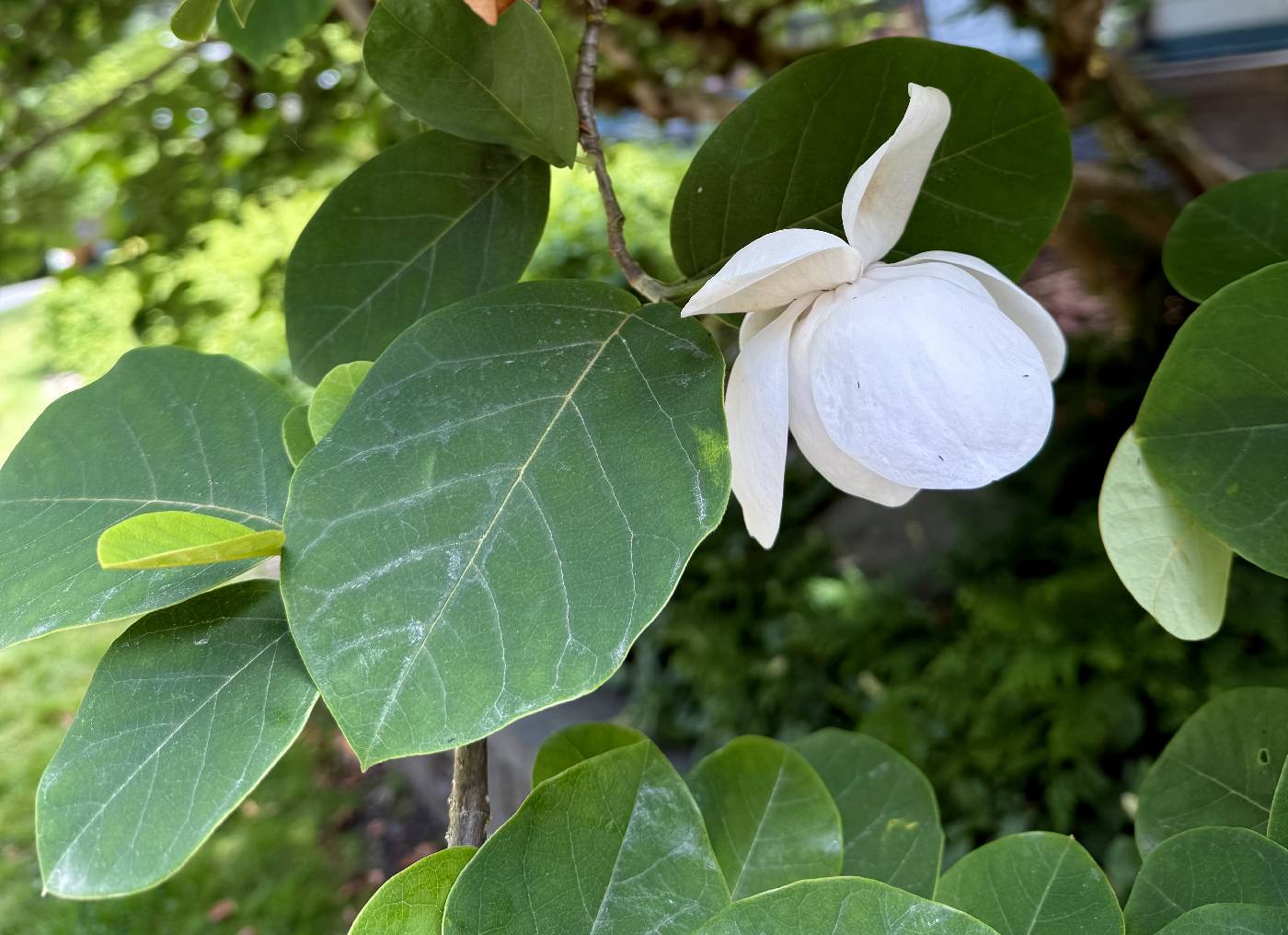 Magnolia figo image