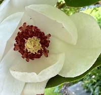 Magnolia figo image