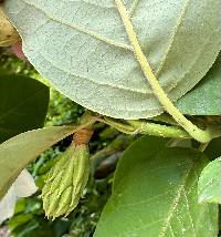 Magnolia figo image