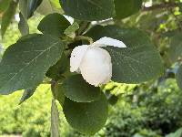 Magnolia figo image