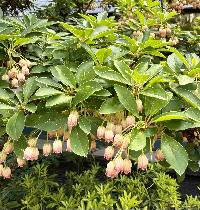 Enkianthus campanulatus image