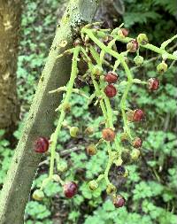 Coriaria nepalensis image