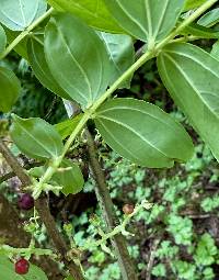 Coriaria nepalensis image