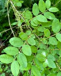 Coriaria nepalensis image