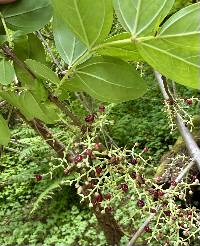 Coriaria nepalensis image