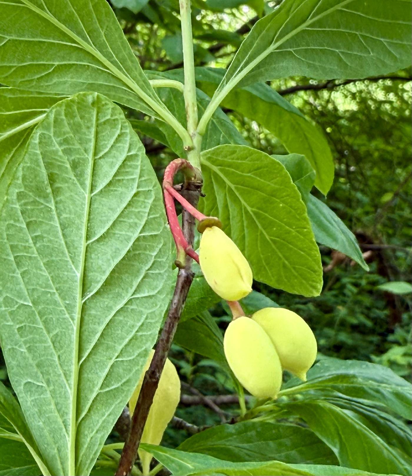 Oemleria cerasiformis image