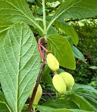 Media resource of Oemleria cerasiformis