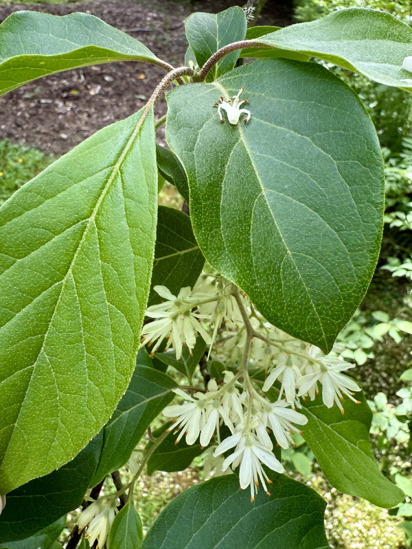 Pterostyrax image